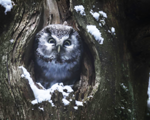 Le chant des forêts | Jeune public Cinéma